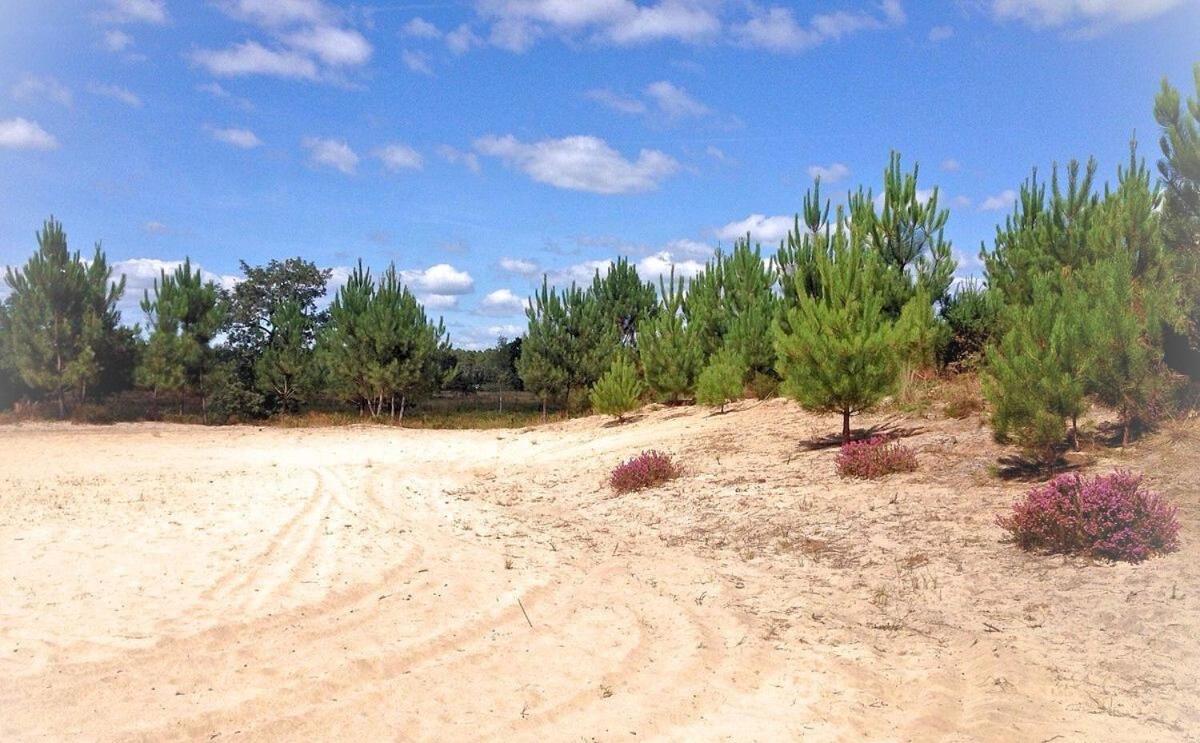 Au P'Tit Creux Des Landes Otel Ychoux Dış mekan fotoğraf